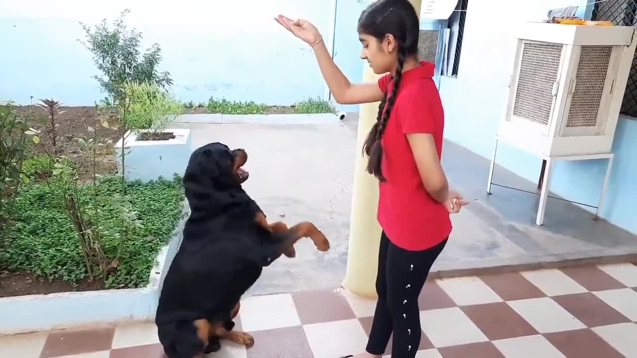 dog showing all training