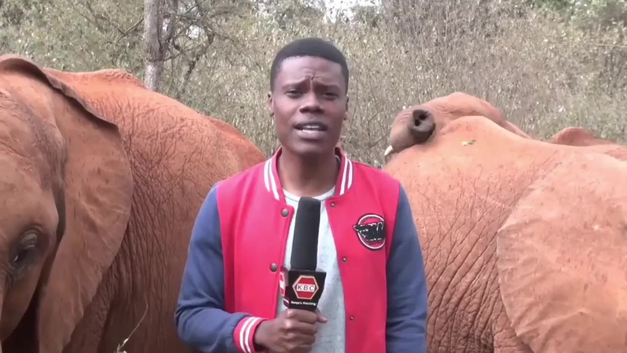 Baby elephant interrupts and says, "Tell them about Jesus"