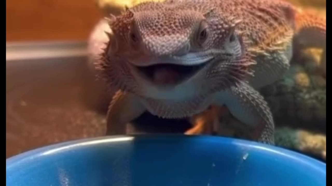 Beautiful animals