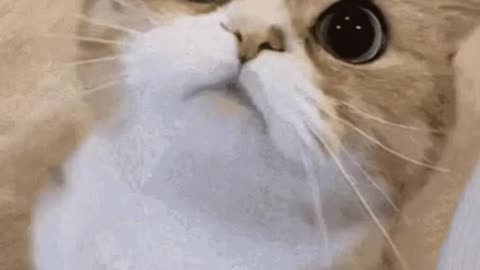 Cute Cat Gif