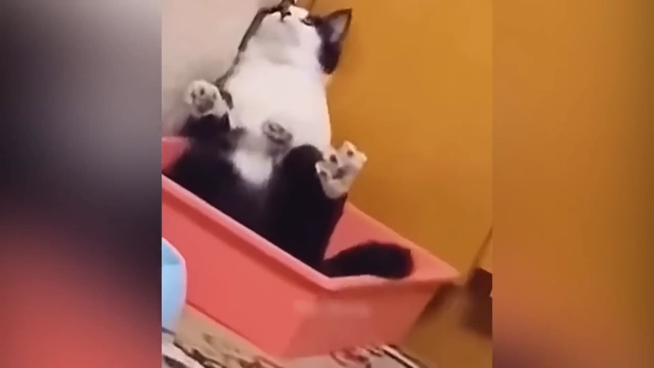 Cute and Funny Cat Compilation 2023 - Funny Pet Videos