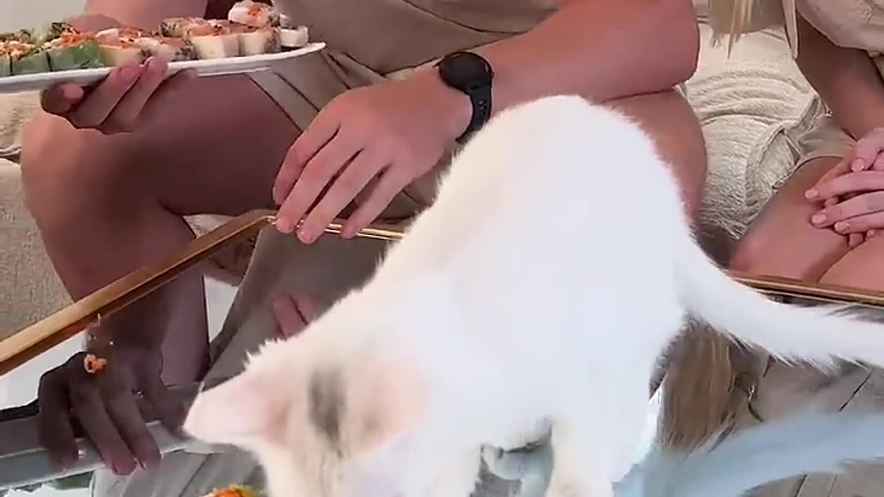 Mr beast MrBeast a Feeding A Cat $10 Vs $10,000 Sushi