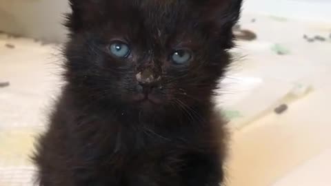 A black cat with blue eyes