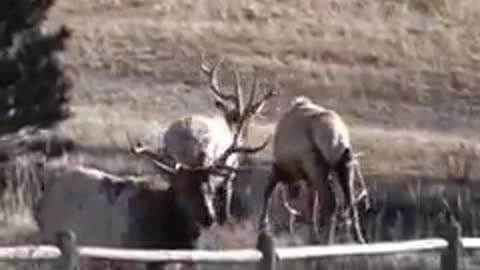 Animal: Elk jumping a fence