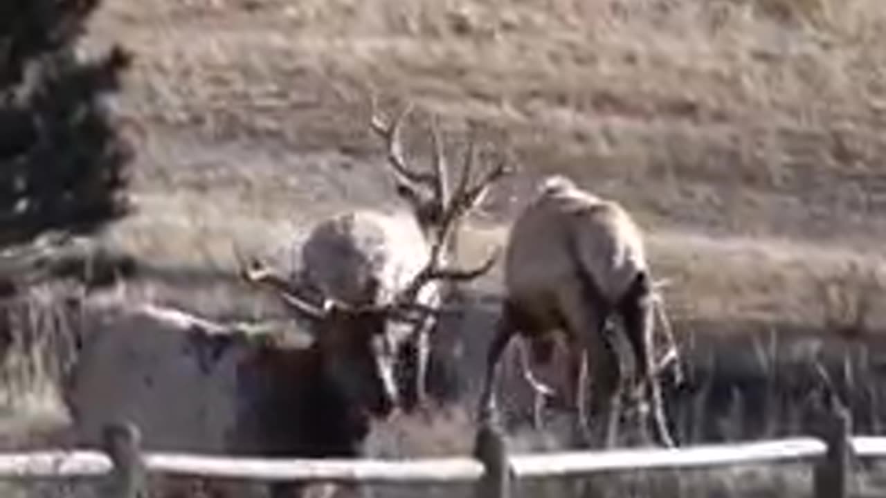 Animal: Elk jumping a fence