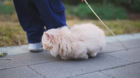 Walk with the baby kitten by the lake~