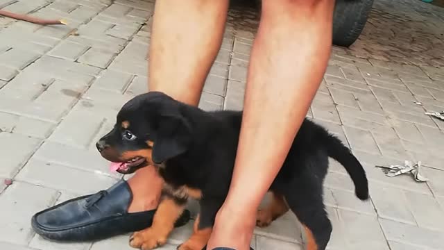 rottweiler dog - rottweiler - rottweiler puppies - dog training - rottweiler dog attack