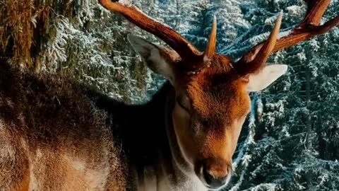Good lookin' deer