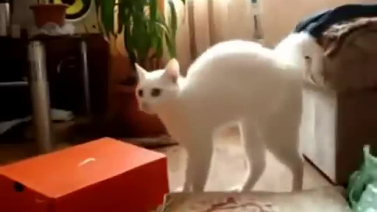 Cat walking on two legs