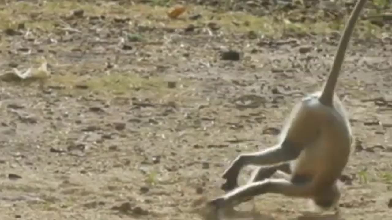 funniest monkey- try not to laugh