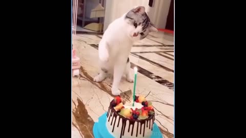 Best Funny Animal Videos of the year