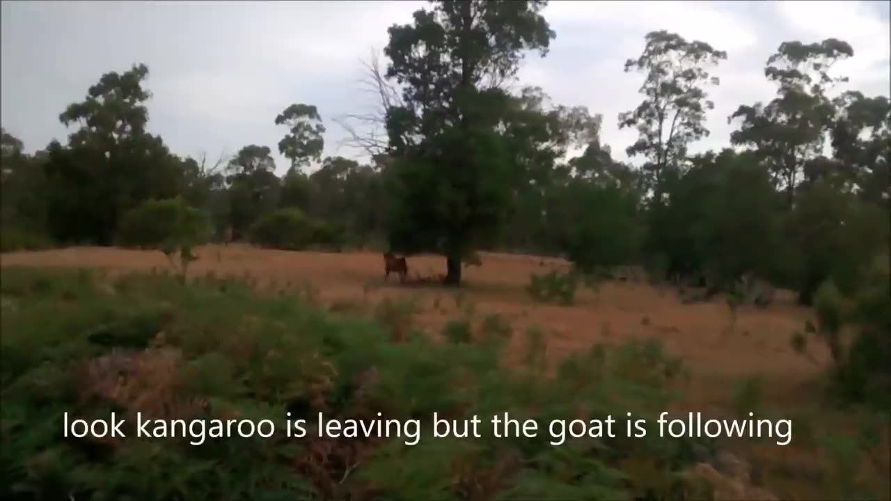 Kangaroo fighting with an unusual partner.