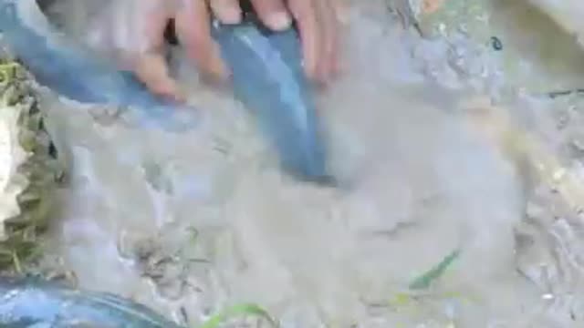 Amazing video of a man catching live fish with Durian and Pepsi