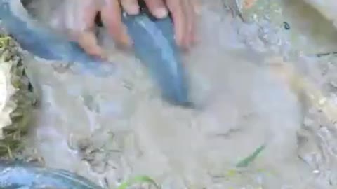 Amazing video of a man catching live fish with Durian and Pepsi