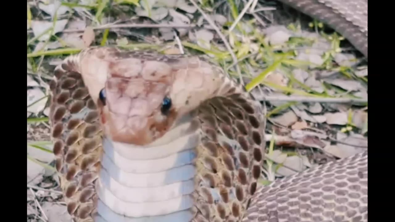 King cobra