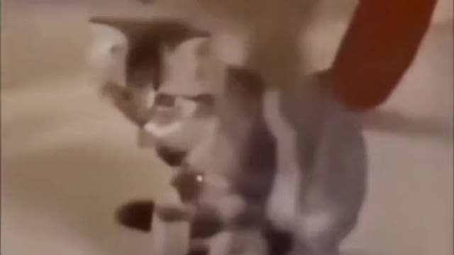 Music Cat
