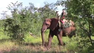 Africa Safari - Riding Coco the elephant