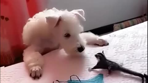 dog is to trying to climb