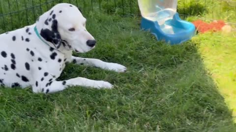 Adorable Dalmatian Puppies With mommy