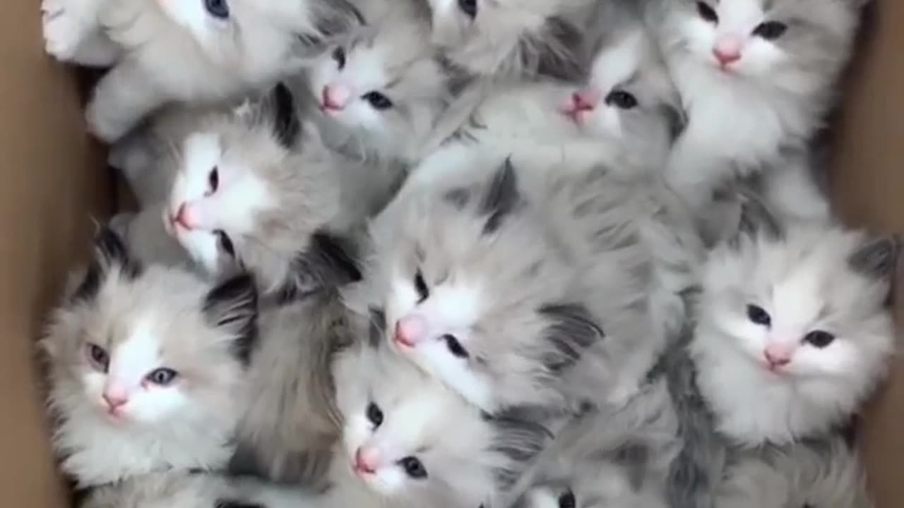 Cute cat's