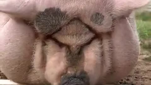 Pig