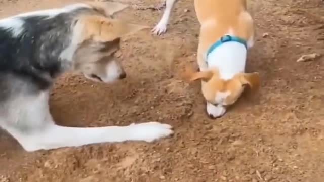Funny dogs and cats video 😀🤣🤣🤣