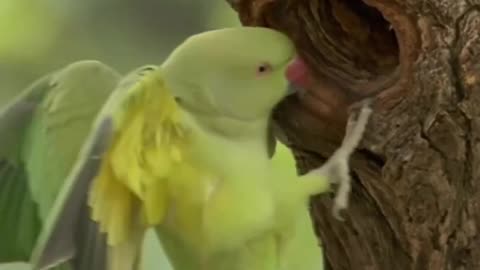 Parrot love ❤️💕