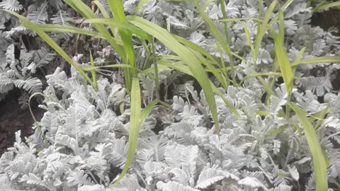 Cineraria