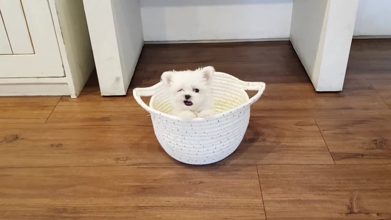 Funny Animal Videos | Cute Animal Videos | Funny Dog | Cat Videos | Viral Videos | BOOST SELF