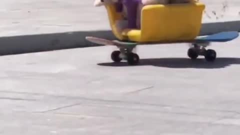 Funny Animals🤣