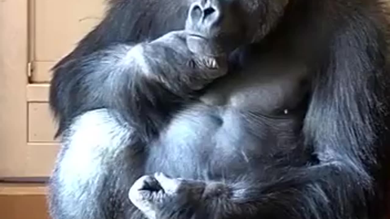 Pondering what the new week might bring for $DJT investors