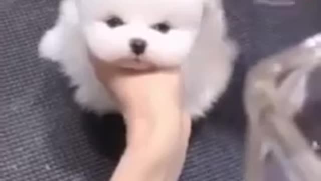 what a cute dog hair cutting