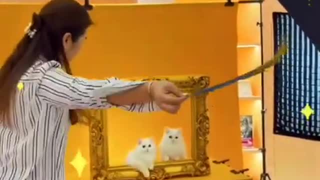 Best Funny Cats and Dogs