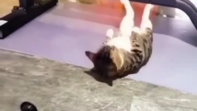 What is this funny cat training for?