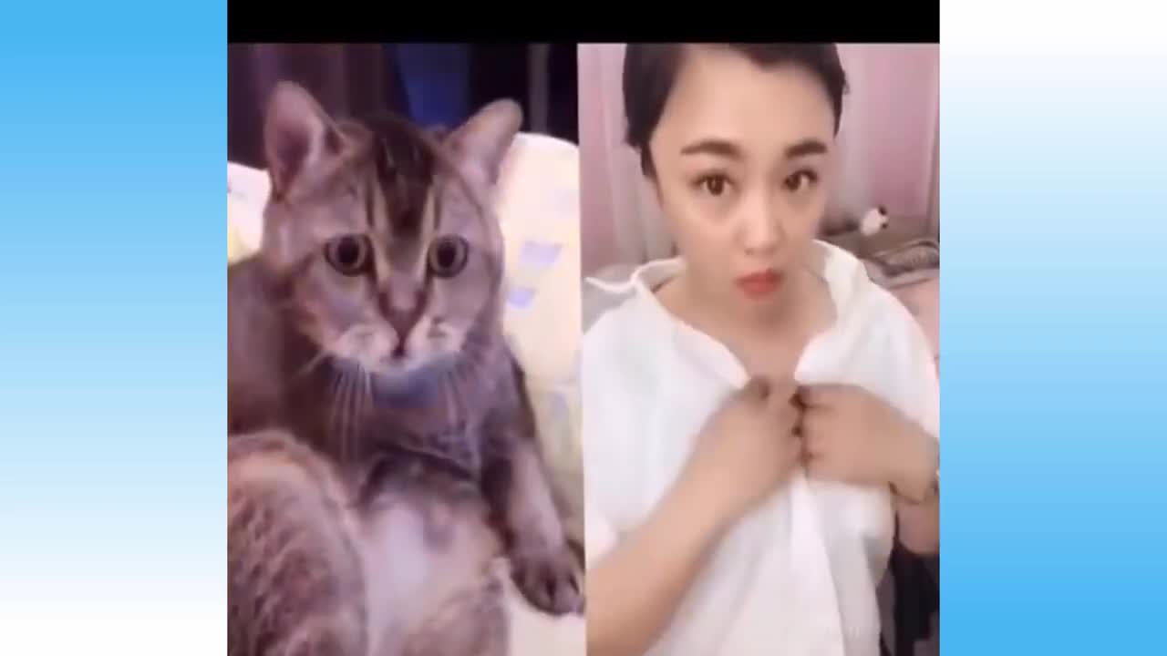 Funny Cats And Dogs
