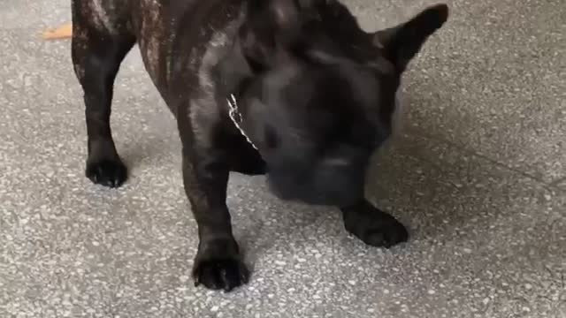 When the candy is out, the dog always seems to distrust you