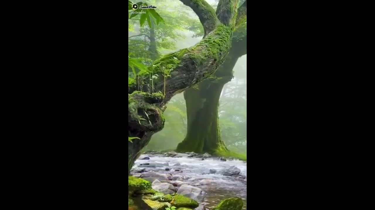 nature//nature video//beauty of nature//