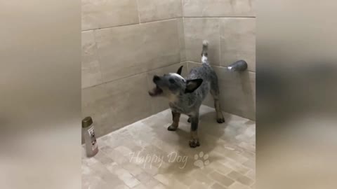 funny dog cat videos HD