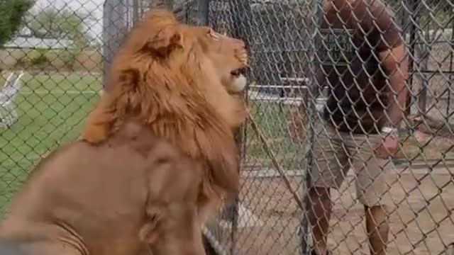 Poor lion king should not be in the cage