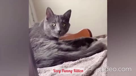 Very Funny Kitten #001 / Fun with cats and other animals