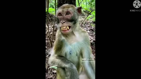 Funny monkey 😂😂