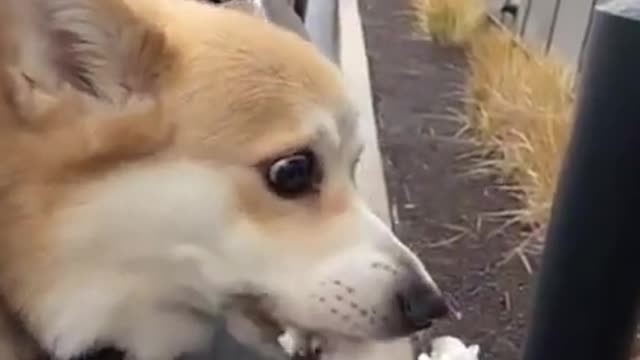 Cute dog loves ice cream #trending #shorts