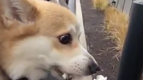 Cute dog loves ice cream #trending #shorts