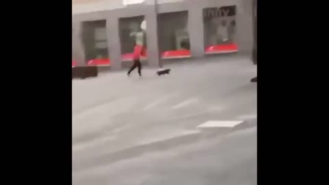 Funny animals The short funny videos cats