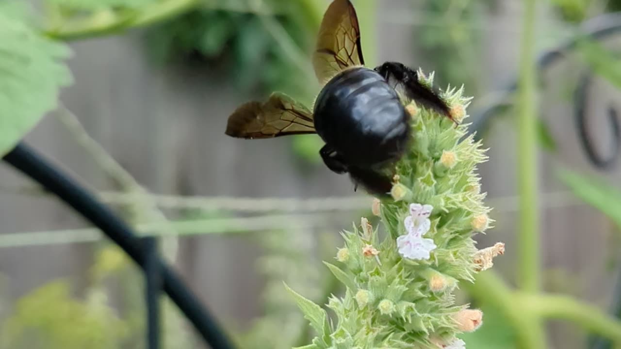 2023 july carpenter bee catnip