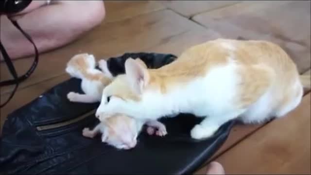 mother cat find the newborn cute baby cat funny cat 怒らない , gracioso , divertente