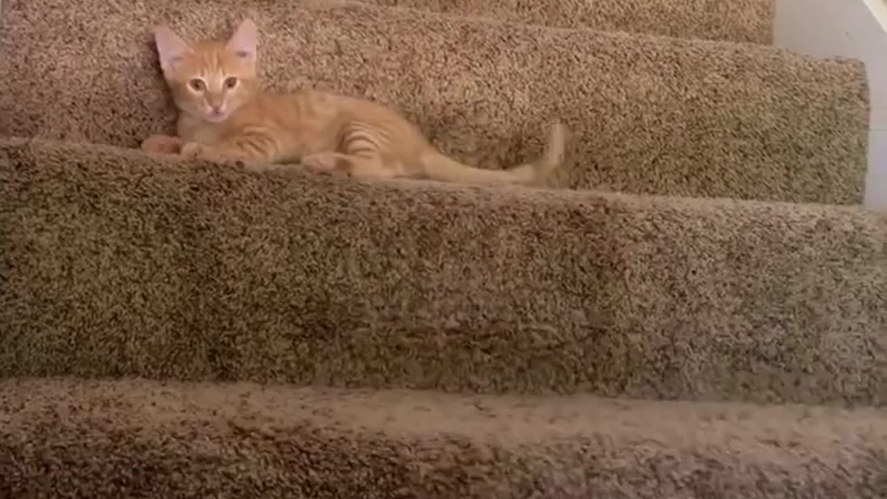 Kitten play is cute to watch