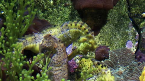 Seahorses in a marine aquarium fish tank close up