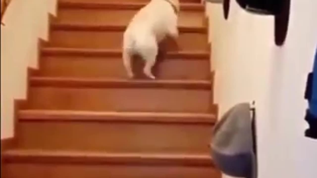 Funny dog and cat animals 🤣🤣
