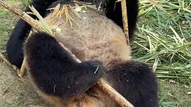 Panda Kangkang this little foot